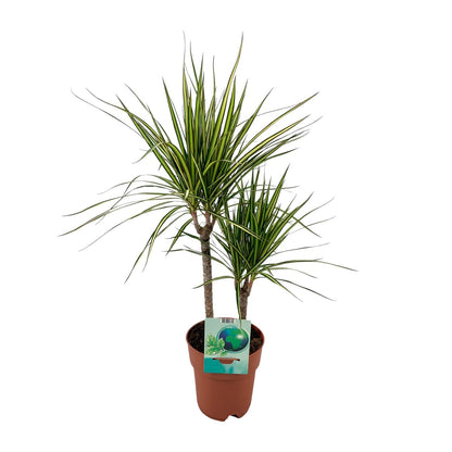 Kamerplant - Dracaena Marginata Bicolor - Pot Ø 19cm Hoogte ↕ 70cm