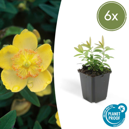 Buitenplant 6x Hypericum calycinum - Bloeiend - Pot Ø 9cm Hoogte ↕ 10-25cm