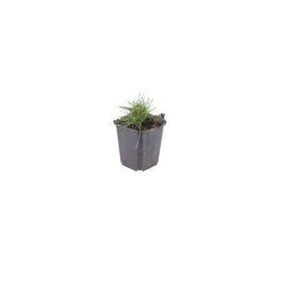 Buitenplant 24x Festuca gautieri - Pot Ø 9cm Hoogte ↕ 10-25cm
