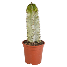 Kamerplant - Euphorbia marmorata - Pot Ø 17cm