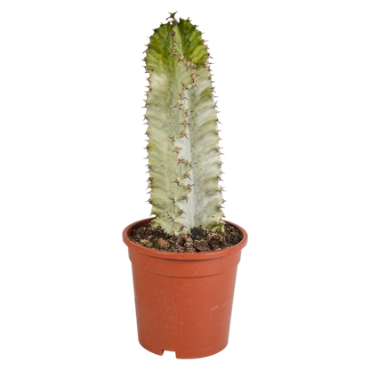 Kamerplant - Euphorbia marmorata - Pot Ø 17cm