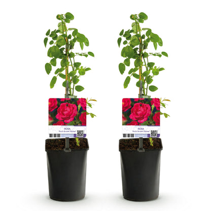 Buitenplant 2x Rosa Paul Scarlet Climber - Klimroos Bloeiend - Pot Ø 11cm Hoogte ↕ 40cm