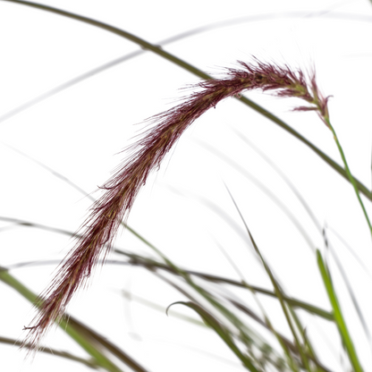 Buitenplant 4x Pennisetum x advena Rubrum - Siergrass - Pot Ø 13cm Hoogte ↕ 50-60cm