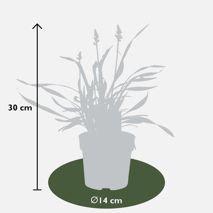 Buitenplant 6x Liriope muscari 'Ingwersen' - Pot Ø 14cm Hoogte ↕ 25cm