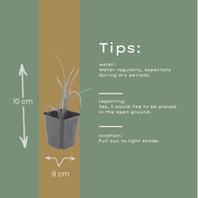 48x Hemerocallis 'Stella de Oro' - ↕10-25cm - Ø9cm
