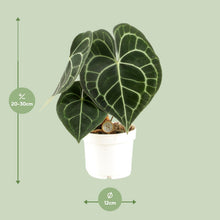 Kamerplant - Anthurium Clarinervium - Pot Ø 12cm Hoogte ↕ 30cm