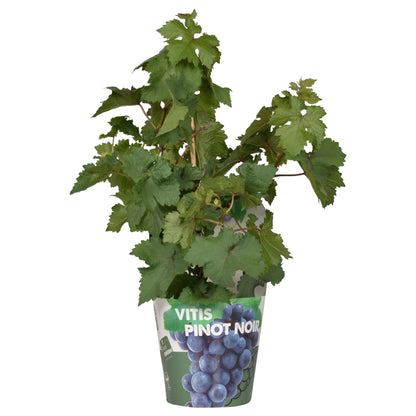Buitenplant - Vitis Pixie Pinot Noir - Blauwe wijndruif - Pot Ø 21cm Hoogte ↕ 70cm