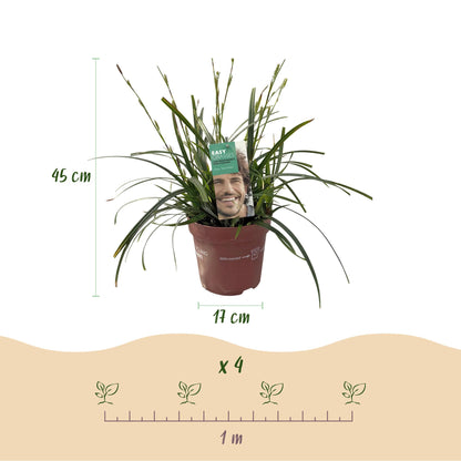 Buitenplant 4x Carex oshimensis Intense Green - Bladhoudend - Pot Ø 17cm Hoogte ↕ 50cm