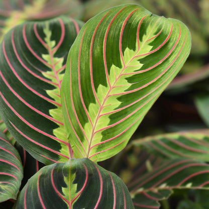Kamerplant 2x Maranta Fascinator Tricolour - Gebedsplant - Pot Ø 12cm Hoogte ↕ 25cm
