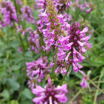 24x Stachys mon. 'Hummelo' - ↕10-25cm - Ø9cm
