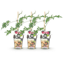 Buitenplant 3x Rubus Thornless Evergreen - Winterhard - Pot Ø 9cm Hoogte ↕ onbekend