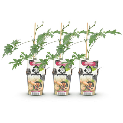 Buitenplant 3x Rubus Thornless Evergreen - Winterhard - Pot Ø 9cm Hoogte ↕ onbekend