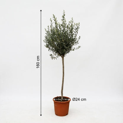 XL plant - Olea europaea op stam - Pot Ø 24cm Hoogte ↕ 160cm