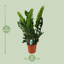 Kamerplant - Zamioculcas Zamiifolia - Pot Ø 21cm Hoogte ↕ 80cm
