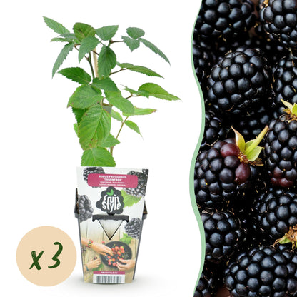 Buitenplant 3x Rubus Thornfree - Winterhard - Pot Ø 9cm Hoogte ↕ onbekend