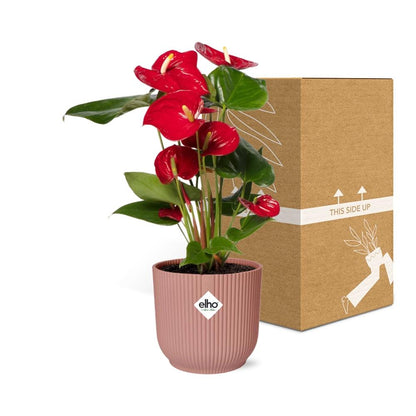 Kamerplant - Anthurium Red - Pot Ø 14cm Hoogte ↕ 12cm