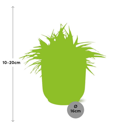 Kamerplant - Chlorophytum Ocean - Pot Ø 16cm Hoogte ↕ 15cm