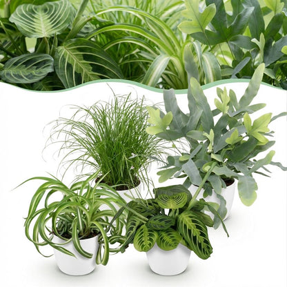 Kamerplant 4x Mix Chlorophytum, Cyperus, Phlebodium & Marantha - Pot Ø 12cm Hoogte ↕ 25cm