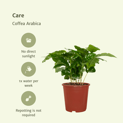 Kamerplant 2x Coffea Arabica - Pot Ø 12cm Hoogte ↕ 25cm