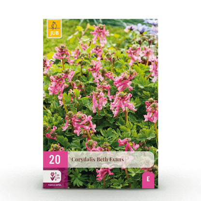 Buitenplant 20x Corydalis Beth Evans - Bloembollen Wit en Paars - Bolmaat 6/7