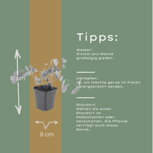 Buitenplant 12x Epimedium y. 'Niveum' - Pot Ø 9cm Hoogte ↕ 10-25cm