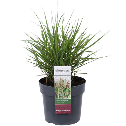 Buitenplant - Panicum virgatum 'Cheyenne Sky' - Pot Ø 19cm Hoogte ↕ 50cm
