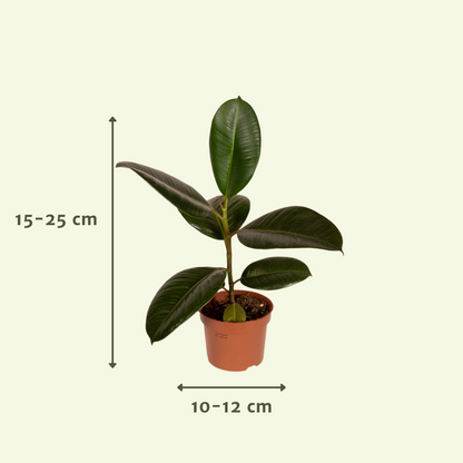 Buitenplant 8x Buitenbeentjesbox - Pot Ø 12cm