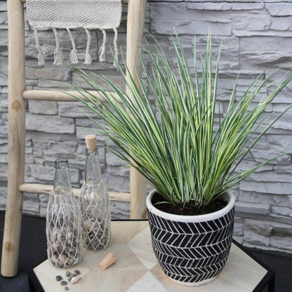 Buitenplant 3x Acorus gramineus 'Argenteostriatus' - Pot Ø 14cm Hoogte ↕ 30cm