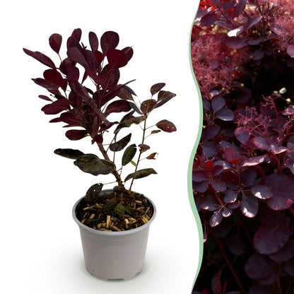 Buitenplant - Cotinus coggygria Lilla - Pot Ø 12cm Hoogte ↕ 35cm