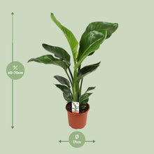 Kamerplant - Strelitzia Nicolai - Pot Ø 17cm Hoogte ↕ 70cm