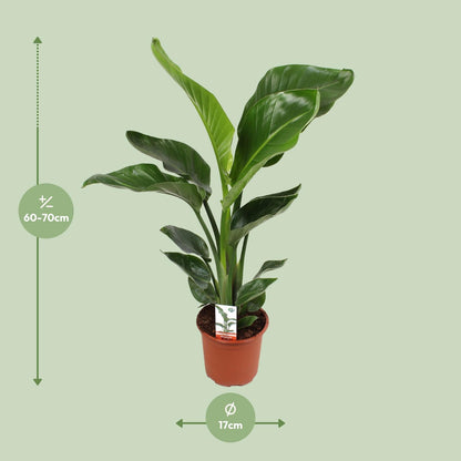 Kamerplant - Strelitzia Nicolai - Hoogte ↕ 35-250cm