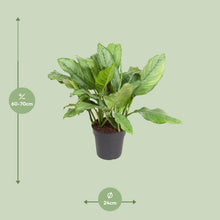Kamerplant - Aglaonema B.J. Freedman - Pot Ø 24cm Hoogte ↕ 70cm