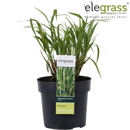 Buitenplant - Miscanthus sinensis Strictus - Pot Ø 19cm Hoogte ↕ 50cm