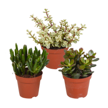 Kamerplant 3x Crassula mix - Hoogte ↕ 8.5cm