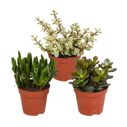 Kamerplant 3x Crassula mix - Hoogte ↕ 8.5cm