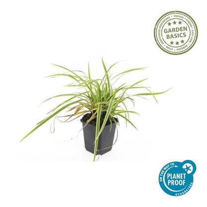Buitenplant 12x Carex morrowii 'Aureovariegata' - Pot Ø 9cm Hoogte ↕ 10-25cm