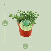 Kamerplant - Delosperma Echinatum - Pot Ø 12cm Hoogte ↕ 20cm