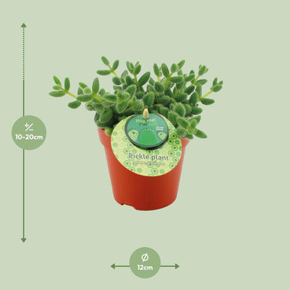Kamerplant - Delosperma Echinatum - Pot Ø 12cm Hoogte ↕ 20cm