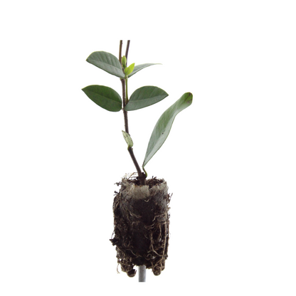 Buitenplant - Trachelospermum jasminoides - Klimplant set 6 pluggen - Geurig