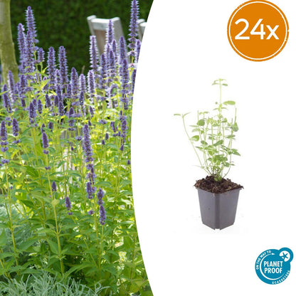 Buitenplant 24x Agastache 'Black Adder' - Bloeiend - Pot Ø 9cm Hoogte ↕ 10-25cm