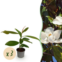 Buitenplant 3x Magnolia grandiflora - Bloeiend - Pot Ø 12cm Hoogte ↕ 30cm