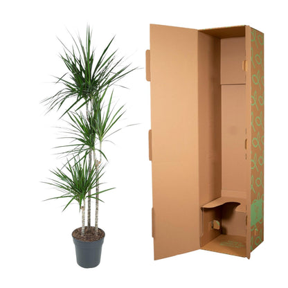 Kamerplant - Dracaena Marginata - Pot Ø 24cm Hoogte ↕ 160cm