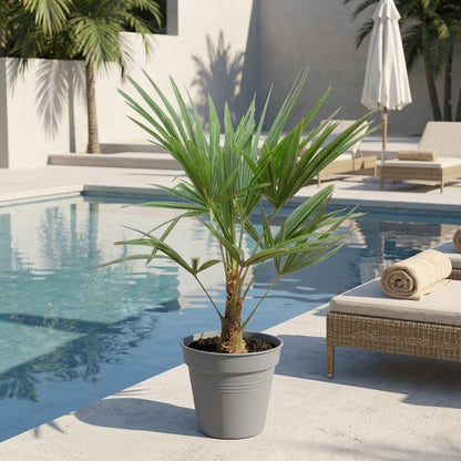 Buitenplant - Trachycarpus fortunei - Winterhard - Pot Ø 21cm Hoogte ↕ 90-100cm