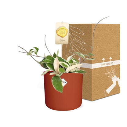 Kamerplant - Hoya Carnosa 'Krimson Queen' - Hangplant - Pot Ø 14cm
