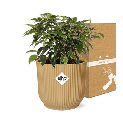 Kamerplant - Ficus Benjamina Kinky - Pot Ø 14cm