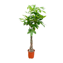 Pachira Aquatica - 120cm - ø24cm