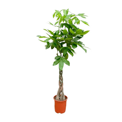 Pachira Aquatica - 120cm - ø24cm