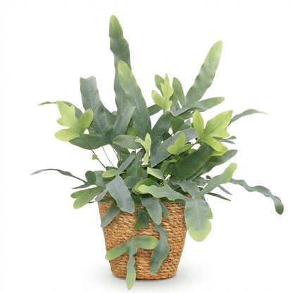 Kamerplant - Phlebodium aureum Blue Star - Blauwe Varen - Pot Ø 12cm Hoogte ↕ 25cm