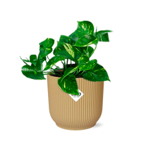 Kamerplant - Epipremnum Pinnatum 'Aureum' - Pot Ø 14cm