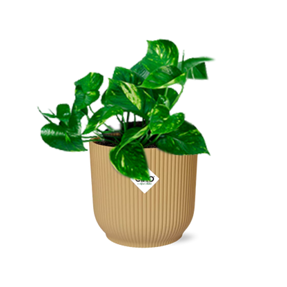 Kamerplant - Epipremnum Pinnatum 'Aureum' - Pot Ø 14cm